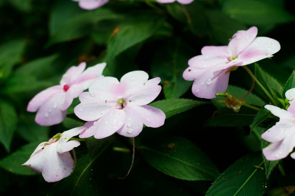 Transformation d'une Piscine Abordable en un Paradis Aquatique Éblouissant